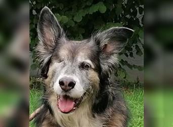 Shaya, Mix Schäferhund / Collie, lieb und verträglich