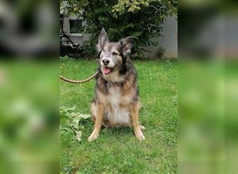 Shaya, Mix Schäferhund / Collie, lieb und verträglich