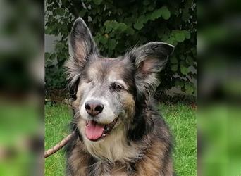 Shaya, Mix Schäferhund / Collie, lieb und verträglich