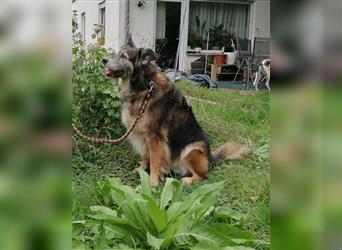 Shaya, Mix Schäferhund / Collie, lieb und verträglich