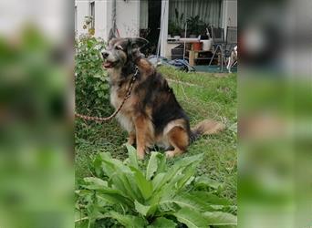 Shaya, Mix Schäferhund / Collie, lieb und verträglich