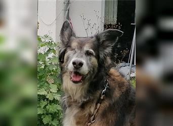 Shaya, Mix Schäferhund / Collie, lieb und verträglich