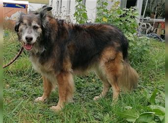 Shaya, Mix Schäferhund / Collie, lieb und verträglich