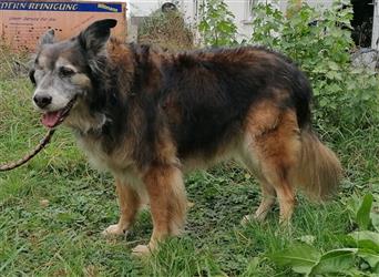 Shaya, Mix Schäferhund / Collie, lieb und verträglich