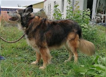 Shaya, Mix Schäferhund / Collie, lieb und verträglich