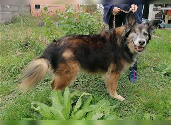 Shaya, Mix Schäferhund / Collie, lieb und verträglich