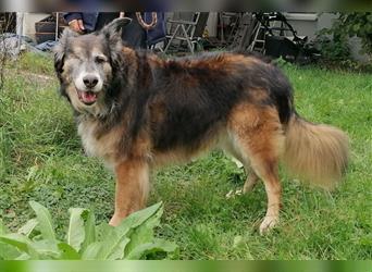 Shaya, Mix Schäferhund / Collie, lieb und verträglich