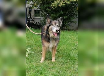 Shaya, Mix Schäferhund / Collie, lieb und verträglich