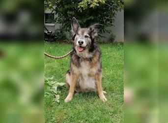 Shaya, Mix Schäferhund / Collie, lieb und verträglich