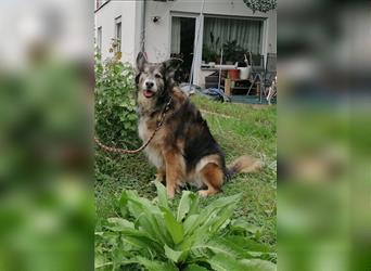 Shaya, Mix Schäferhund / Collie, lieb und verträglich