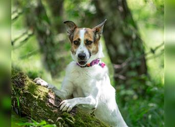 Shanti sucht eine ruhige, liebevolle Familie