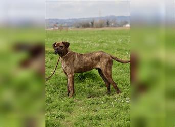 Parmenio - neugieriger junger Rüde sucht ein Zuhause