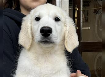 Golden Retriever  Welpen