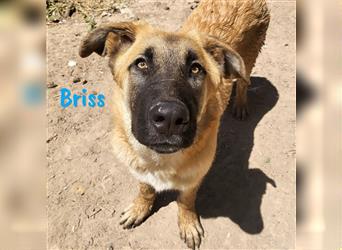 Briss 01/2024 (ESP) - ausgeglichener und genügsamer Schäferhund Mix Welpe!