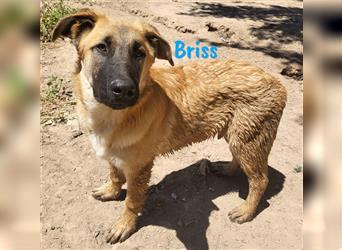 Briss 01/2024 (ESP) - ausgeglichener und genügsamer Schäferhund Mix Welpe!