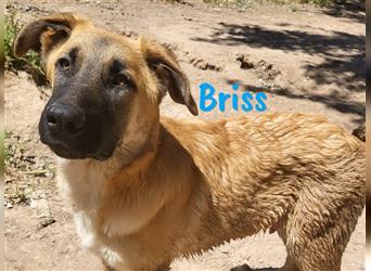 Briss 01/2024 (ESP) - ausgeglichener und genügsamer Schäferhund Mix Welpe!