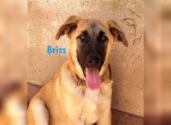 Briss 01/2024 (ESP) - ausgeglichener und genügsamer Schäferhund Mix Welpe!