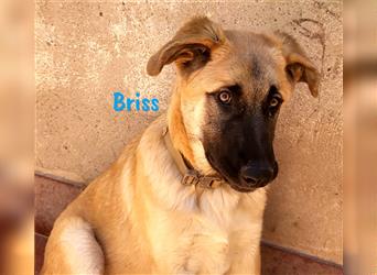 Briss 01/2024 (ESP) - ausgeglichener und genügsamer Schäferhund Mix Welpe!