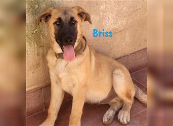 Briss 01/2024 (ESP) - ausgeglichener und genügsamer Schäferhund Mix Welpe!