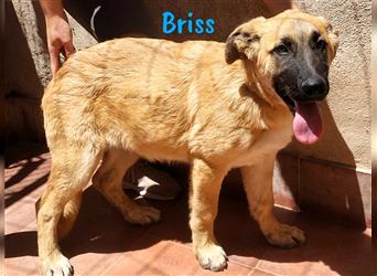 Briss 01/2024 (ESP) - ausgeglichener und genügsamer Schäferhund Mix Welpe!