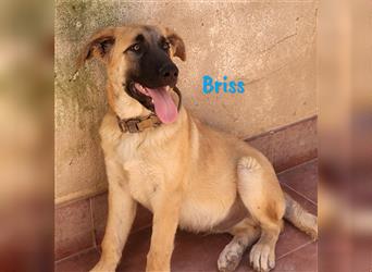 Briss 01/2024 (ESP) - ausgeglichener und genügsamer Schäferhund Mix Welpe!