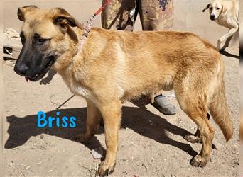 Briss 01/2024 (ESP) - ausgeglichener und genügsamer Schäferhund Mix Welpe!