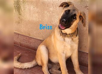 Briss 01/2024 (ESP) - ausgeglichener und genügsamer Schäferhund Mix Welpe!