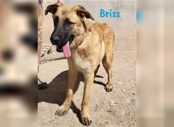 Briss 01/2024 (ESP) - ausgeglichener und genügsamer Schäferhund Mix Welpe!