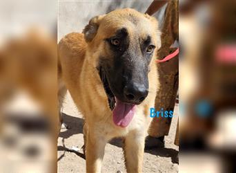 Briss 01/2024 (ESP) - ausgeglichener und genügsamer Schäferhund Mix Welpe!