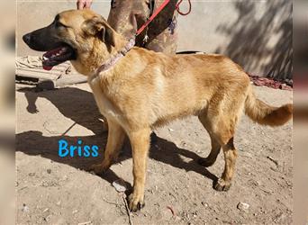 Briss 01/2024 (ESP) - ausgeglichener und genügsamer Schäferhund Mix Welpe!