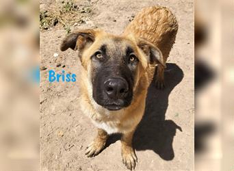 Briss 01/2024 (ESP) - ausgeglichener und genügsamer Schäferhund Mix Welpe!