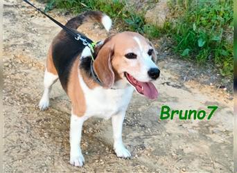 Bruno7 08/2015 (ESP) - wundervoller, ruhiger und lieber Beagle!