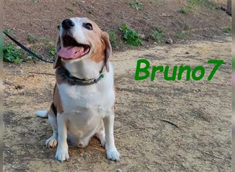 Bruno7 08/2015 (ESP) - wundervoller, ruhiger und lieber Beagle!