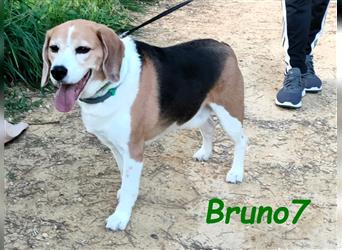 Bruno7 08/2015 (ESP) - wundervoller, ruhiger und lieber Beagle!