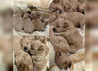 Maltipoo Welpen ( Weibchen & Rüden ) zu vermitteln