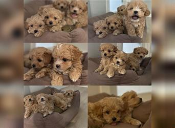 Maltipoo Welpen ( Weibchen & Rüden ) zu vermitteln