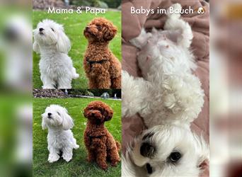 Maltipoo Welpen ( Weibchen & Rüden ) zu vermitteln