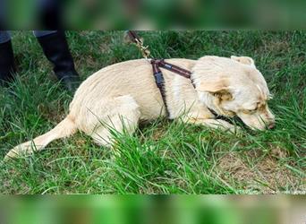 Katie, 09.2023 geboren, 50cm sucht einen Platz bei einer tollen Familie