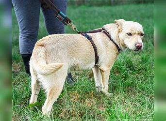 Katie, 09.2023 geboren, 50cm sucht einen Platz bei einer tollen Familie