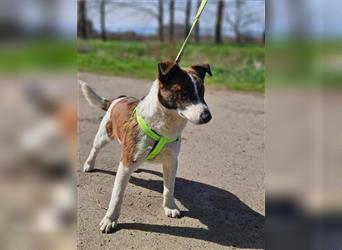 Loki, 01.2022 geboren, 32cm wünscht sich endlich ein eigenes Körbchen