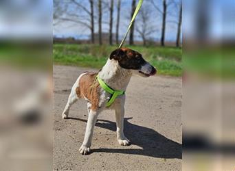 Loki, 01.2022 geboren, 32cm wünscht sich endlich ein eigenes Körbchen