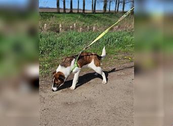 Loki, 01.2022 geboren, 32cm wünscht sich endlich ein eigenes Körbchen