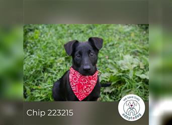 Chip 223215: Hundekind sucht ein Zuhause