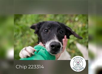 Chip 223314: Hundekind sucht ein Zuhause