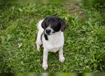 Chip 223314: Hundekind sucht ein Zuhause