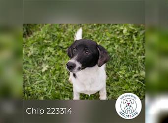 Chip 223314: Hundekind sucht ein Zuhause