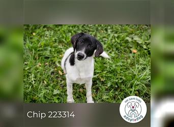 Chip 223314: Hundekind sucht ein Zuhause