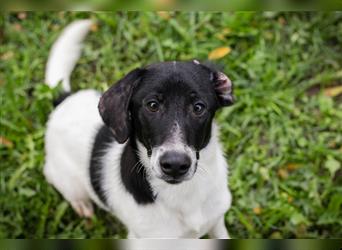 Chip 223314: Hundekind sucht ein Zuhause