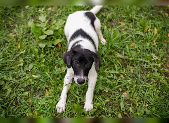 Chip 223314: Hundekind sucht ein Zuhause