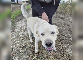 Bambam ein verspielter